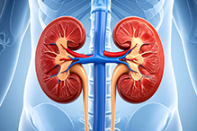 Поражение почек при ХЛЛ