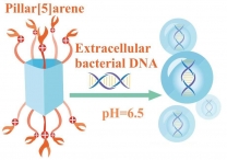 «Ловушка» для бактериальной ДНК поможет бороться с патогенными биопленками