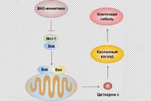 Ученые МГУ выяснили, какие белки обеспечивают устойчивость опухолей к таргетной терапии