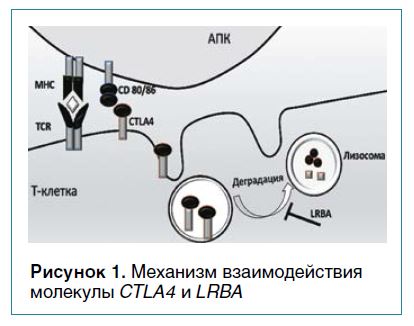 Многоликий фенотип Т-регопатии — дефицит LRBA
